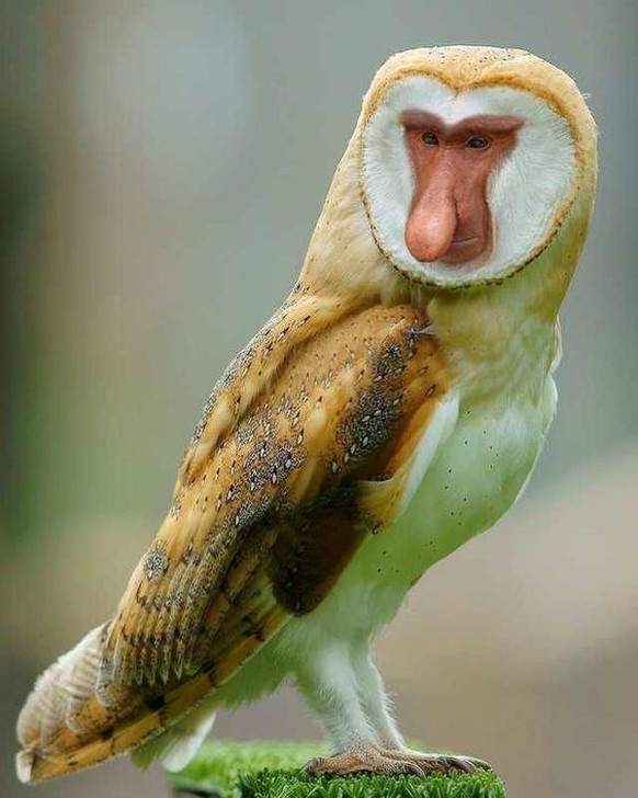 Chouette-singe, montage Photoshop