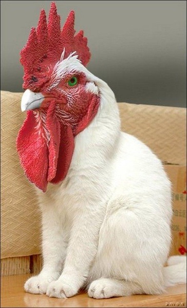 Coq-chat, montage Photoshop