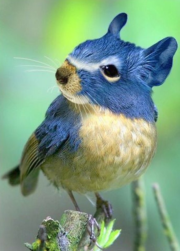 Écureuil-oiseau, montage Photoshop