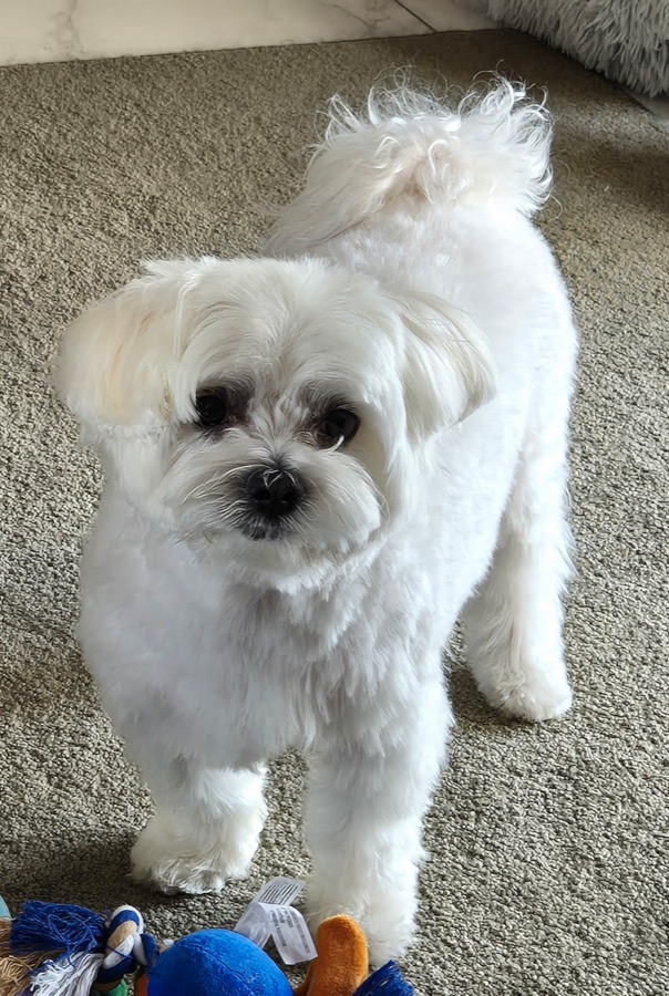 Tibill, le chien du président et mascotte du club